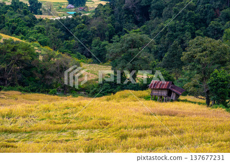 Rice terraces along Pha Dok Siew trail in Doi Inthanon Thailand surrounded by tropical rainforest. Scenic agricultural landscape showing traditional farming in mountain valley. Rice terraces along Pha Dok Siew trail in Doi Inthanon Thailand surrounded by tropical rainforest. Scenic agricultural landscape showing traditional farming in mountain valley. 137677231