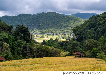 Rice terraces along Pha Dok Siew trail in Doi Inthanon Thailand surrounded by tropical rainforest. Scenic agricultural landscape showing traditional farming in mountain valley. 137677235