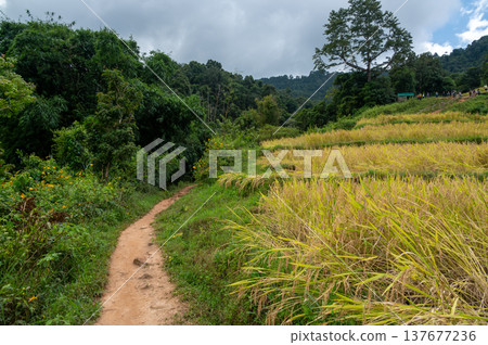 Rice terraces along Pha Dok Siew trail in Doi Inthanon Thailand surrounded by tropical rainforest. Scenic agricultural landscape showing traditional farming in mountain valley. Rice terraces along Pha Dok Siew trail in Doi Inthanon Thailand surrounded by tropical rainforest. Scenic agricultural landscape showing traditional farming in mountain valley. 137677236