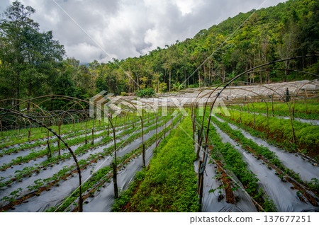 Strawberry farm in Doi Inthanon National Park Thailand with greenhouse structure above rows of plants. Mountain agriculture scene combining rural farming, food production and travel appeal. Strawberry farm in Doi Inthanon National Park Thailand with greenhouse structure above rows of plants. Mountain agriculture scene combining rural farming, food production and travel appeal. 137677251