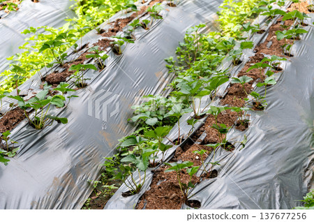 Strawberry farm in Doi Inthanon National Park Thailand with greenhouse structure above rows of plants. Mountain agriculture scene combining rural farming, food production and travel appeal. Strawberry farm in Doi Inthanon National Park Thailand with greenhouse structure above rows of plants. Mountain agriculture scene combining rural farming, food production and travel appeal. 137677256