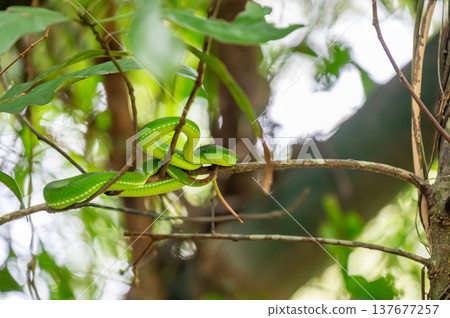 Green pit viper Trimeresurus sp. coiled on tree branch in tropical forest of Doi Inthanon Thailand. Venomous arboreal snake with red eyes waiting for prey in lush jungle habitat. Green pit viper Trimeresurus sp. coiled on tree branch in tropical forest of Doi Inthanon Thailand. Venomous arboreal snake with red eyes waiting for prey in lush jungle habitat. 137677257