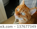 Cute domestic orange cat face with green eyes at home close up 137677349