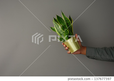 Person holding a green plant in a pot with a gray background Person holding a green plant in a pot with a gray background 137677397