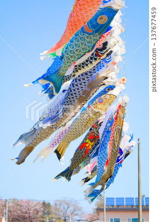 Carp streamer Carp streamer 137677459