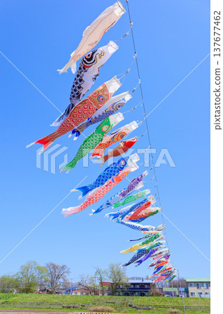 Carp streamer Carp streamer 137677462