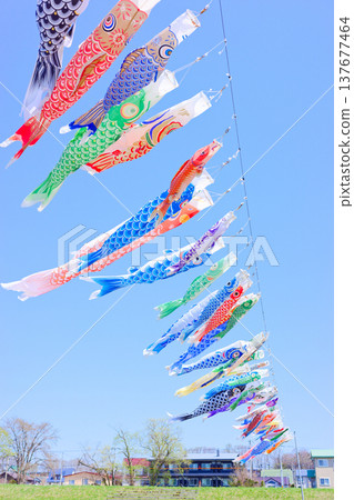 Carp streamer Carp streamer 137677464