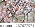 冷櫻桃樹 137677574