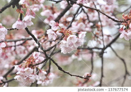 冷櫻桃樹 137677574