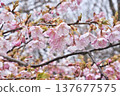 Kawazu櫻桃樹在雨天 137677575