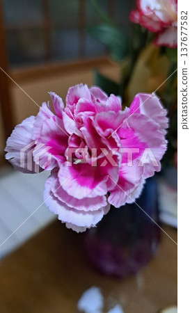 康乃馨 康乃馨 137677582