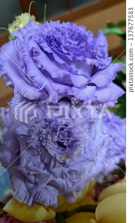  土耳其粉末 137677583