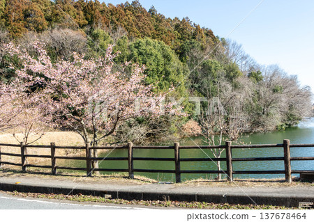 Narusawa Lake in spring, Takasaki City, Gunma Prefecture 137678464