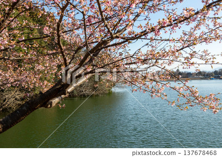 群馬縣高崎市春天的鳴澤湖 群馬縣高崎市春天的鳴澤湖 137678468