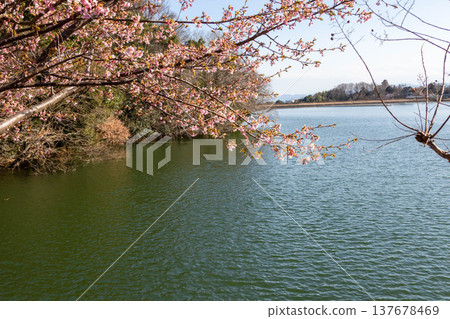 群馬縣高崎市春天的鳴澤湖 群馬縣高崎市春天的鳴澤湖 137678469