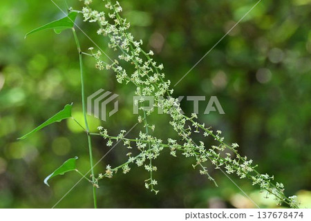 The small, pale green flowers of the climbing plant *Dioscorea tokoro*, which I saw in Rokko, are scattered along its long, extended flower stalks, creating a beautiful sight. 137678474