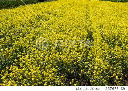 油菜花春天的景色 油菜花春天的景色 137678489