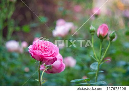 A red rose 137678506