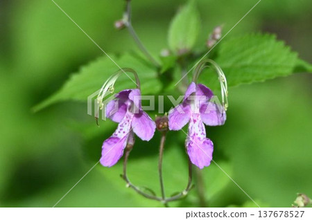 藍霧花的花瓣呈淡紅紫色,雄蕊和雌蕊細長,成對開放,形成迷人的景象。 藍霧花的花瓣呈淡紅紫色,雄蕊和雌蕊細長,成對開放,形成迷人的景象。 137678527