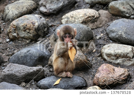 一隻幼年日本獼猴正在啃食落葉。 一隻幼年日本獼猴正在啃食落葉。 137678528