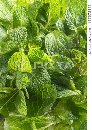 fresh mint leaves fresh mint leaves 137678551