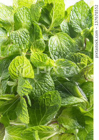 fresh mint leaves 137678552