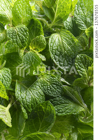 fresh mint leaves fresh mint leaves 137678555