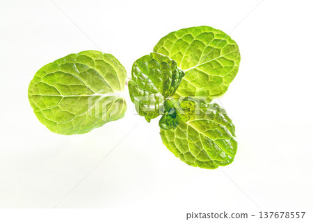 fresh mint leaves fresh mint leaves 137678557