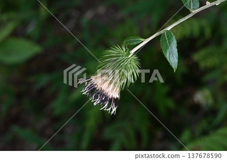 生長於六甲山脈的菊花葉山地鐵線蓮,因其向下生長的針狀苞片和白色花頭(雄蕊從花頭中伸出)而獨具特色。 生長於六甲山脈的菊花葉山地鐵線蓮,因其向下生長的針狀苞片和白色花頭(雄蕊從花頭中伸出)而獨具特色。 137678590