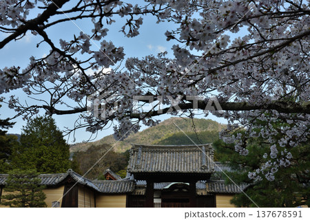 瑞心院，真言宗的總本山寺，有藥井門和櫻花（京都市山科區） 137678591