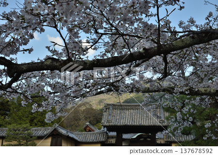 瑞心院,真言宗的總本山寺,有藥井門和櫻花(京都市山科區) 瑞心院,真言宗的總本山寺,有藥井門和櫻花(京都市山科區) 137678592