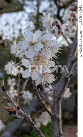 櫻花和枝條 櫻花和枝條 137678643