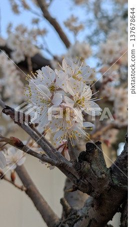 早春的櫻花、枝條和藍天 早春的櫻花、枝條和藍天 137678644