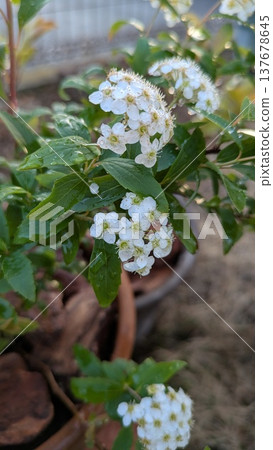 盆栽繡線菊 137678645