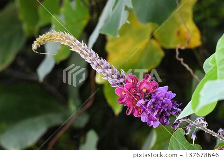 Kudzu, a beautiful plant found throughout Japan, has upright racemes with pale purple lower flowers and crimson upper flowers. 137678646