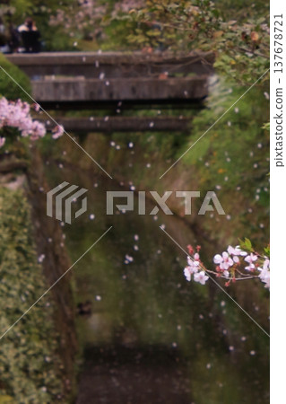 京都哲學之道上的櫻花 京都哲學之道上的櫻花 137678721