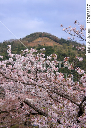 京都哲學之道上的櫻花 137678727