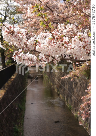 京都哲學之道上的櫻花 137678730
