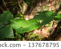 A taro leaf with insect holes, bathed in dappled sunlight. 137678795
