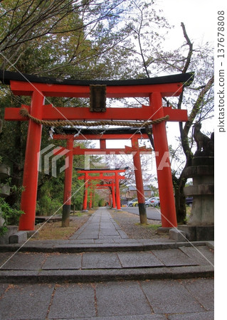 京都宗忠神社的櫻花美景 京都宗忠神社的櫻花美景 137678808