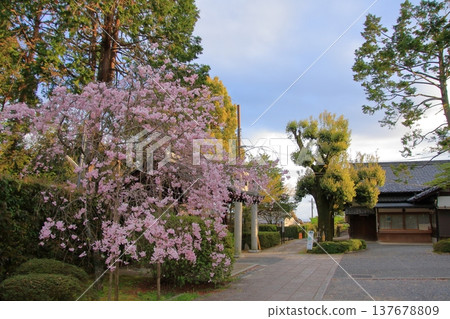 京都宗忠神社的櫻花美景 137678809