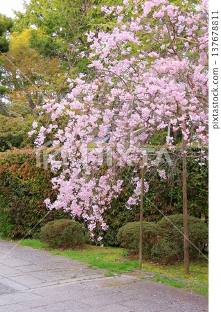 Cherry blossom scenery at Munetada Shrine in Kyoto 137678811