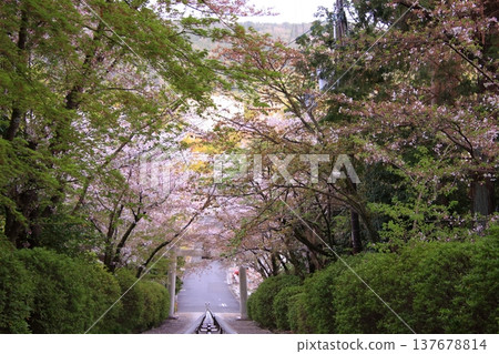 京都宗忠神社的櫻花美景 京都宗忠神社的櫻花美景 137678814