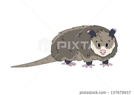 Cute cartoon opossum with fluffy fur isolated on white background vector art design. Hand drawn illustration Cute cartoon opossum with fluffy fur isolated on white background vector art design. Hand drawn illustration 137678837