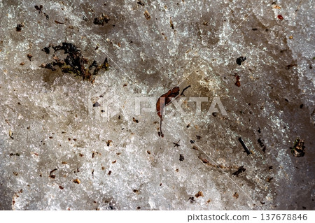Melting dirty snow, packed with grit and organic debris, glistens under warm spring sunlight. A macro view of nature's seasonal transition 137678846
