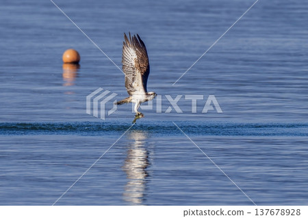一隻魚鷹捕獲魚後躍出水面的動態飛行場景。 一隻魚鷹捕獲魚後躍出水面的動態飛行場景。 137678928