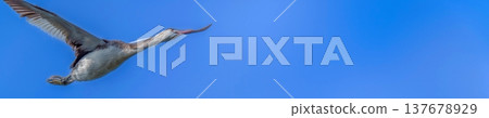 Great Crested Grebes in Flight Across the Blue Sky: Panorama with Copy Space Great Crested Grebes in Flight Across the Blue Sky: Panorama with Copy Space 137678929