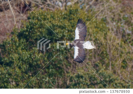 The majestic sight of a Steller's sea eagle soaring above the forest. The majestic sight of a Steller's sea eagle soaring above the forest. 137678930