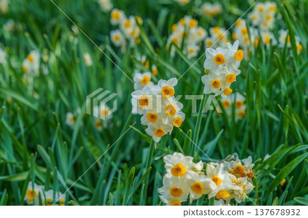 一簇簇美麗的黃水仙花預示著春天的到來。 137678932