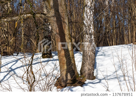 Crisp early spring forest scene with towering tree trunks casting long shadows on pristine melting snow, nature's reawakening Crisp early spring forest scene with towering tree trunks casting long shadows on pristine melting snow, nature's reawakening 137678951